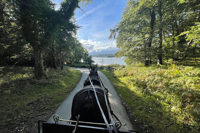 1 Hour Guided Carriage Tour in Killarney National Park - Key points to know before booking