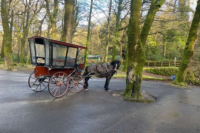1 Hour Guided Carriage Tour in Killarney National Park - Why a carriage is a smart first look at Killarney