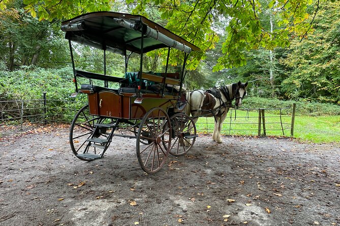 1 Hour Guided Carriage Tour in Killarney National Park - From Deenagh Lodge to the Deer Park