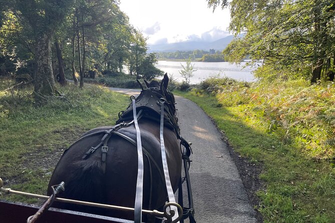 1 Hour Guided Carriage Tour in Killarney National Park - Ross Castle: the ride’s best photo opportunity