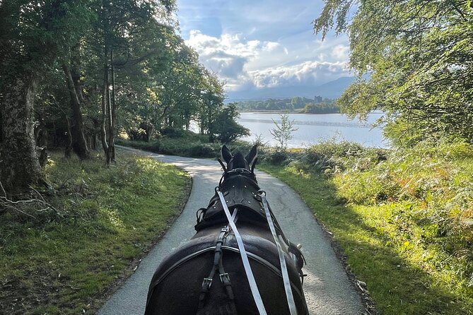 1 Hour Guided Carriage Tour in Killarney National Park - Starting on Beech Road near the Tourist Information Centre