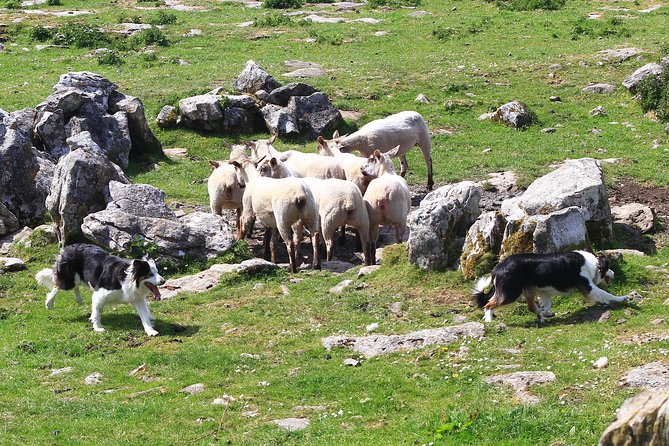 6-Day Magical Southern Explorer Small Group Tour - Day six: a Burren farm and Galway