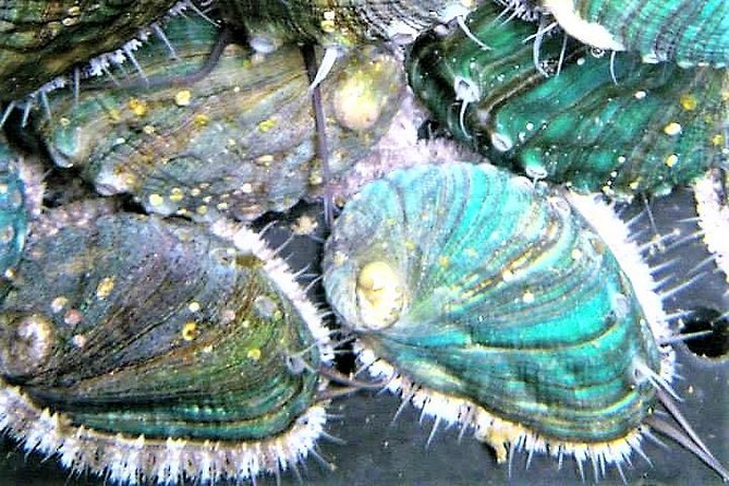 Abalone farm tour and tasting with coastal seaweed walk. Guided. 2 hours - Starting at Ballintleva at noon