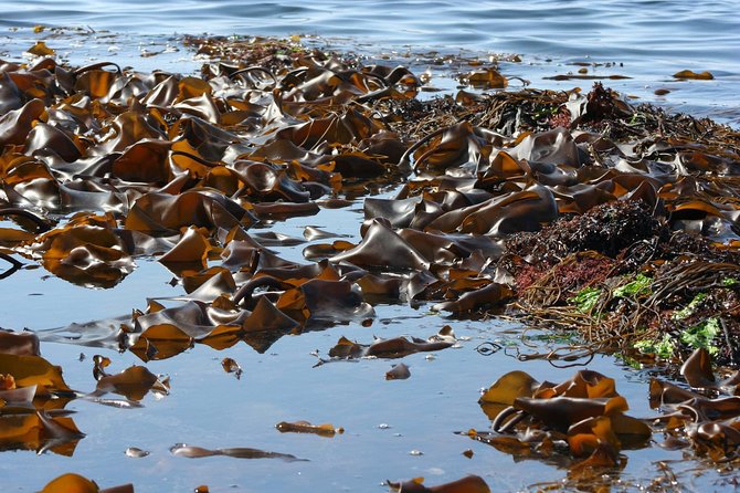 Abalone farm tour and tasting with coastal seaweed walk. Guided. 2 hours - The abalone and seaweed tasting