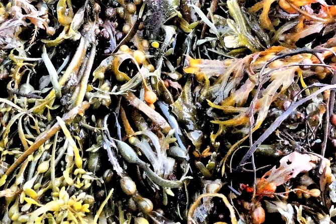 Abalone farm tour and tasting with coastal seaweed walk. Guided. 2 hours - How much value do you get for $108.79?