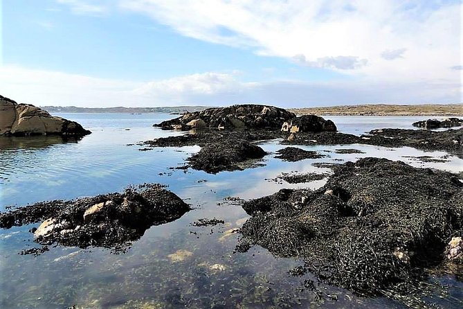 Abalone farm tour and tasting with coastal seaweed walk. Guided. 2 hours - Booking, weather, and cancellation details