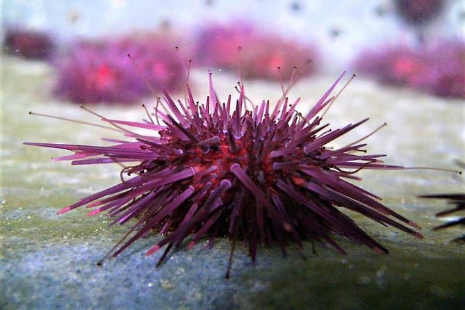 Abalone farm tour and tasting with coastal seaweed walk. Guided. 2 hours - Walking the Atlantic shore and learning to forage