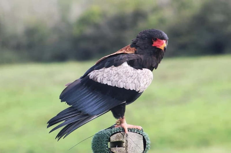 Ballyvaughan: Aillwee Burren Experience Entry Ticket - Booking, timing, and what to bring