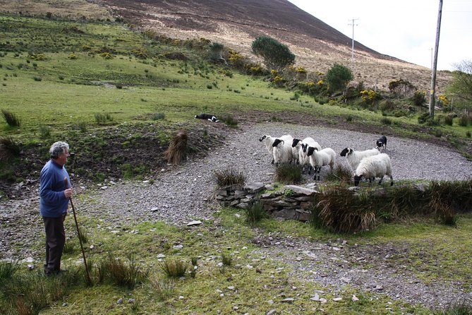 Best Ring of Kerry Tour ex Killarney inc Killarney National Park - Cahersiveen and the story of Daniel O’Connell