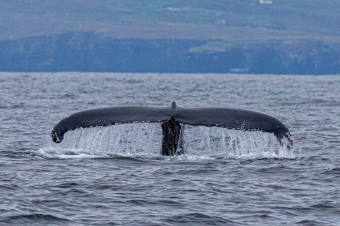 Blasket Island Eco Tour. - What the boat ride is really like