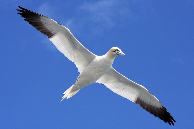 Blasket Island Eco Tour. - Weather, cancellations, and sensible planning