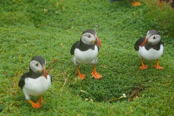 Blasket Island Sea Life Rib Tour, - Cliffs, caves, and the Blasket Islands
