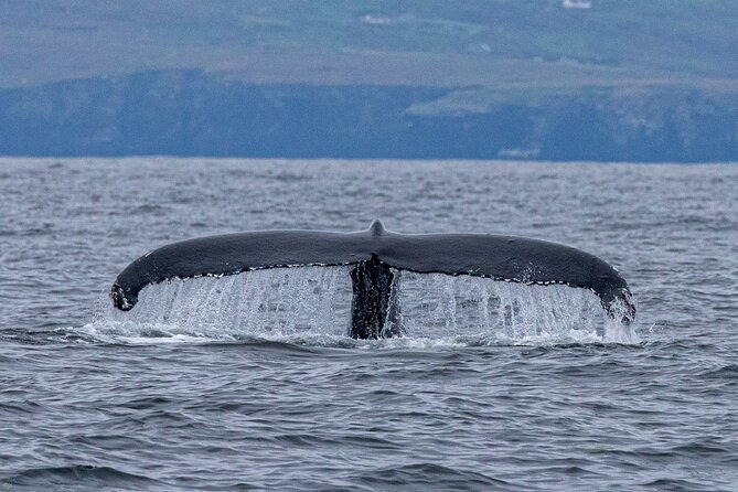 Blasket Island Sea Life Rib Tour, - Who should book this experience?