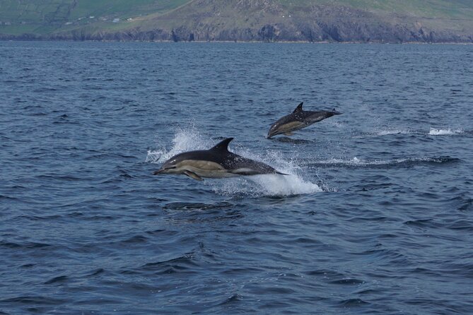 Boat Tour of Dingle Peninsula - Leaving Dingle Marina for the open bay
