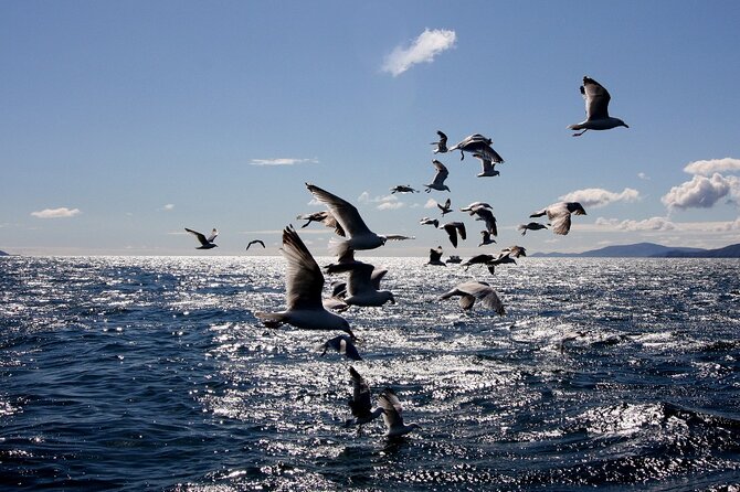 Boat Tour of Dingle Peninsula - What rough weather can change