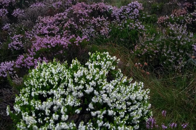 Bog Safari Hike - Why this Donegal bog walk is different