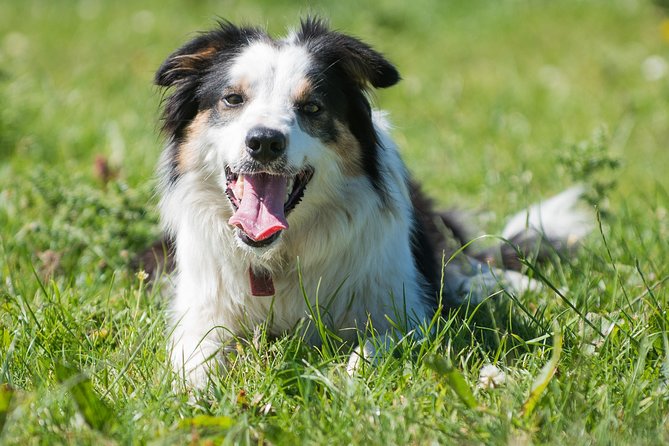Caherconnell Fort & Sheepdog Demonstrations - Key reasons to put Caherconnell on your Burren route