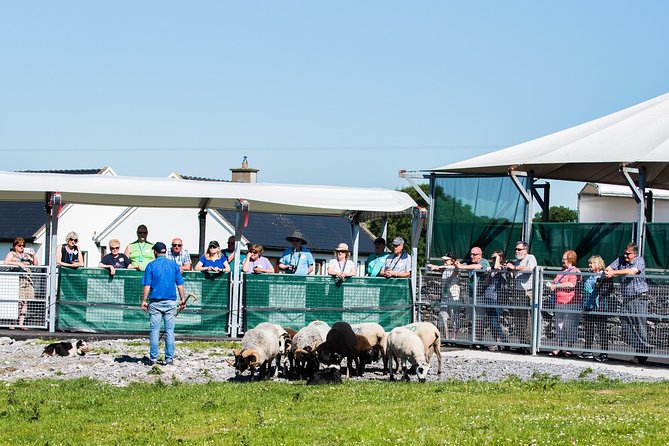 Caherconnell Fort & Sheepdog Demonstrations - Who will enjoy this most?