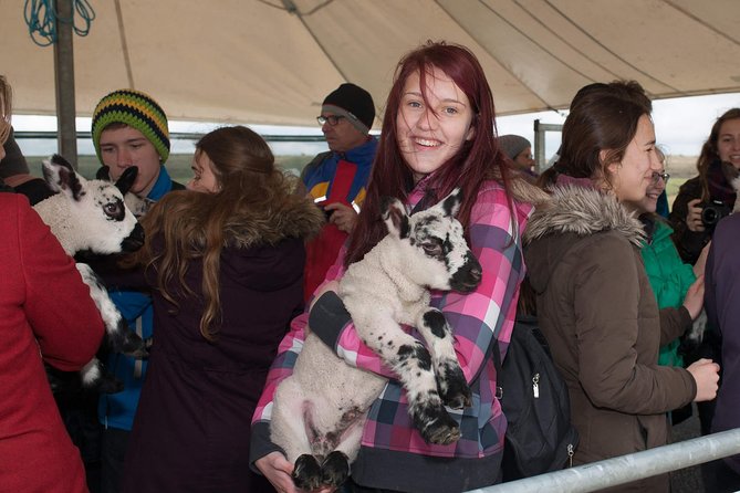 Caherconnell Fort & Sheepdog Demonstrations - Covered seating helps, but dress for the Burren