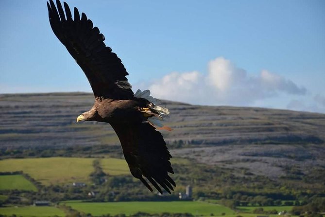 Cliffs of Moher & Burren Day Tour with a 2 hour stop at Cliffs - The guide can shape the whole day