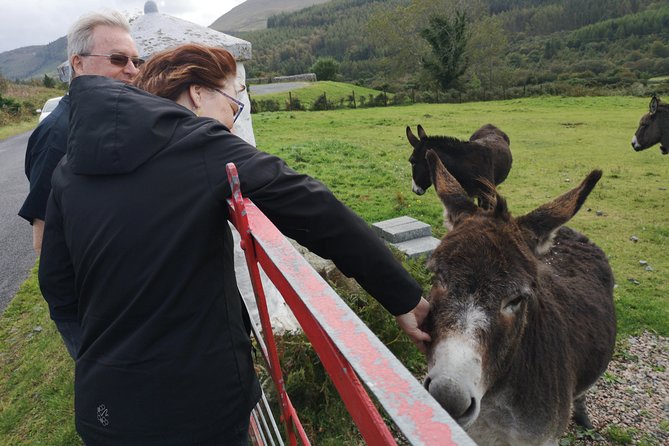 Cliffs of Moher & Galway Bay private tour or Galway city day trip - Five things to know before you book