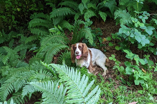 Coastal Foraging and Folklore Tour - A Private Tour for Curious Small Groups