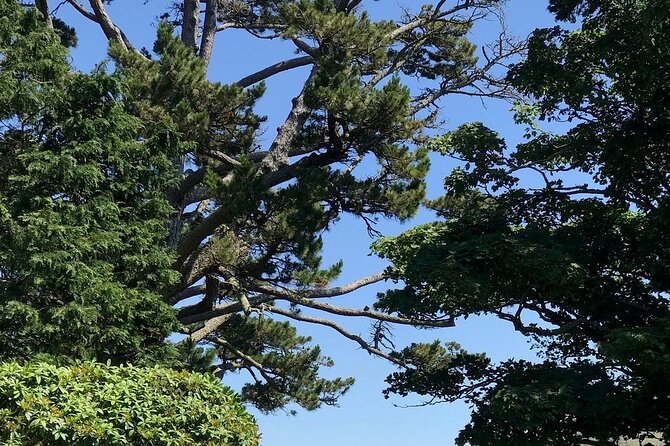 Connemara, Kylemore Abbey and Wild Atlantic Way tour from Galway - Pine Island at Derryclare Lough