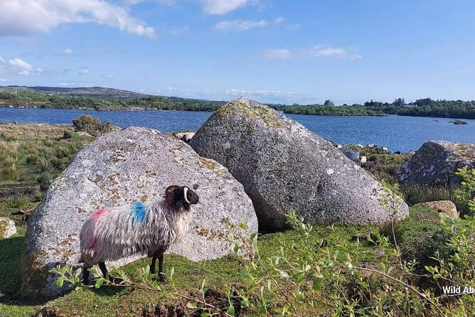 Connemara Sheep Farm experience & Kylemore Abbey by Lux Limousine - Who will get the most from this day