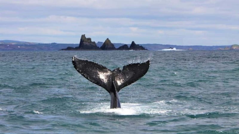 Cork: Fastnet Rock Lighthouse and Cape Clear Island Tour - From Baltimore or Schull across Roaring Water Bay