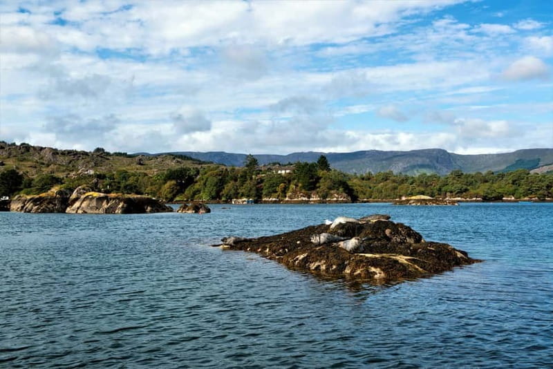 Cork: Fastnet Rock Lighthouse and Cape Clear Island Tour - How much value do you get for $83?