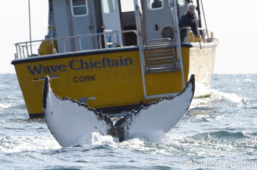 County Cork: Whale & Dolphin Watching Boat Trip - What you may see beyond the harbour