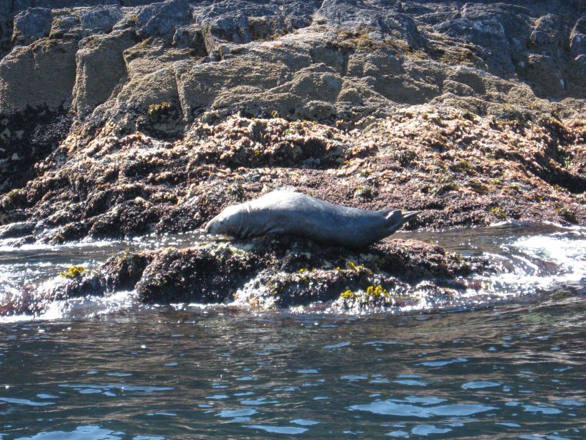 County Cork: Whale & Dolphin Watching Boat Trip - The scenery is worth the time, even on a quiet day