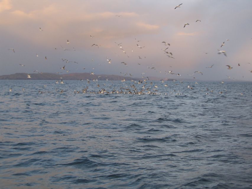 County Cork: Whale & Dolphin Watching Boat Trip - Weather and sea conditions are part of the deal