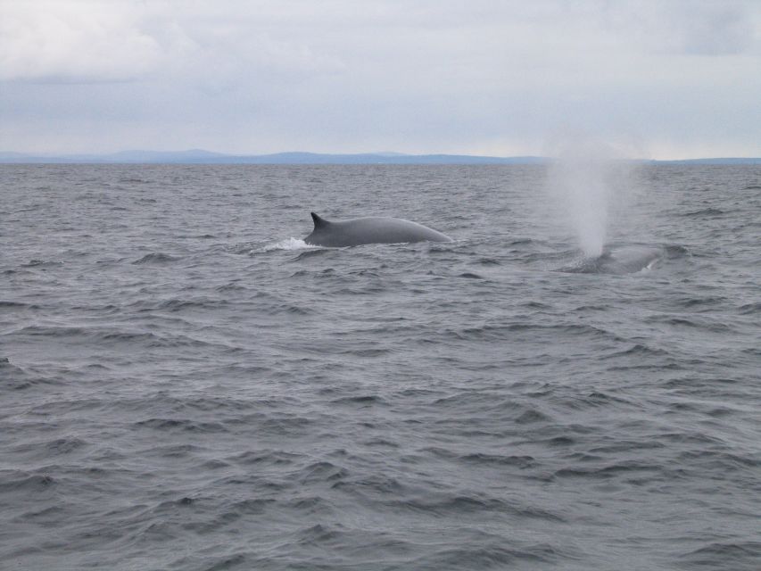 County Cork: Whale & Dolphin Watching Boat Trip - How to get the best wildlife experience