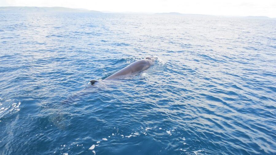 County Cork: Whale & Dolphin Watching Boat Trip - Is $51 a fair price?