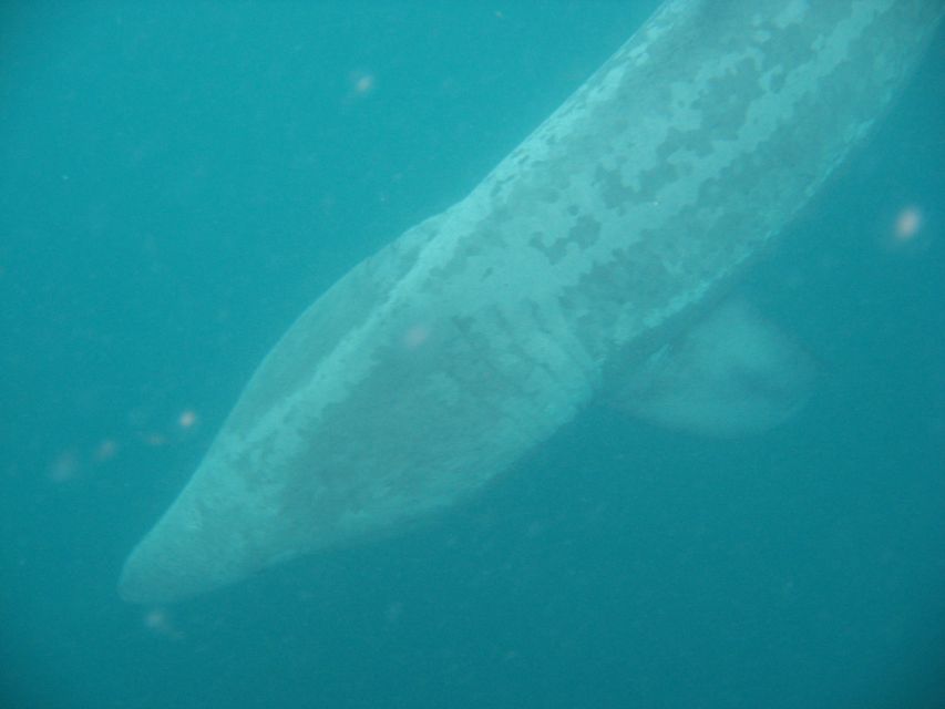 County Cork: Whale & Dolphin Watching Boat Trip - Three to four hours among West Cork’s offshore islands