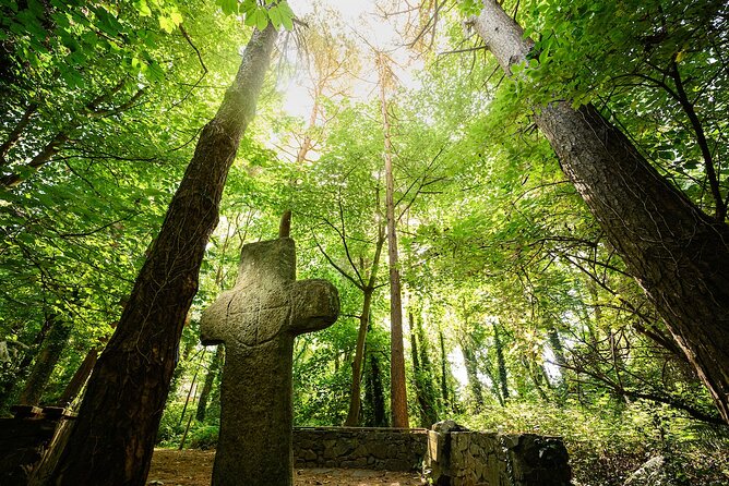 Courtown Woodland Guided Tour - Learning to see the woods differently