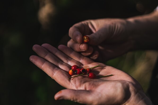 Courtown Woodland Guided Tour - Foraging, medicinal plants, and basic bush skills