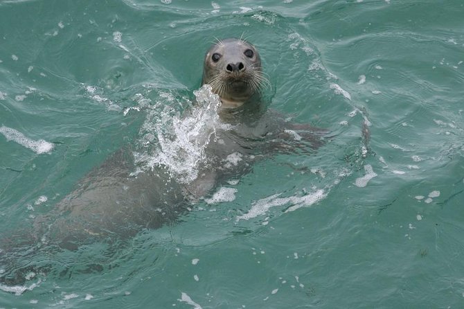 Dingle Boat Tours RIB Adventure Private - Reaching Blasket Mor and the island views