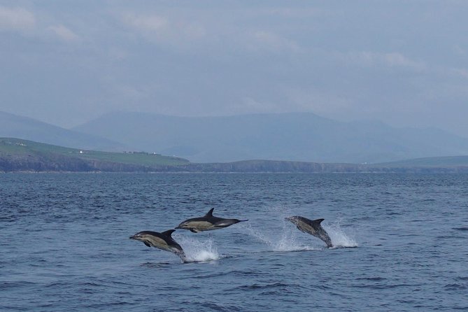 Dingle Boat Tours RIB Adventure Private - Sea caves and coves near Dingle
