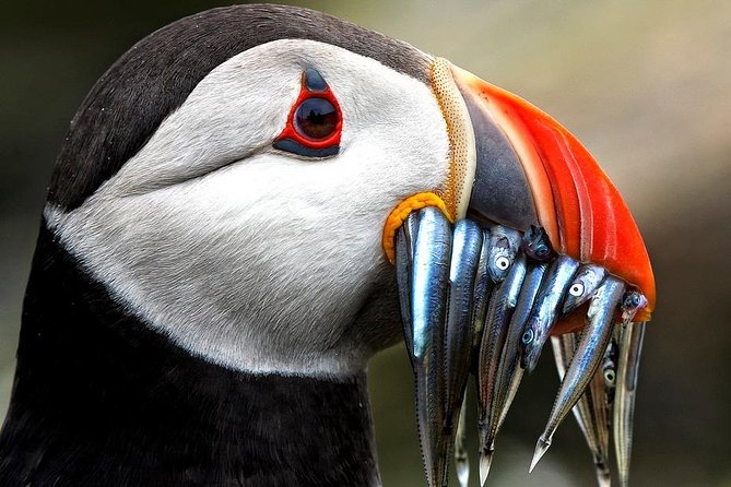 Dingle Boat Tours Wildlife RIB Adventure - Why the Blasket Islands Make This More Than a Speedboat Ride