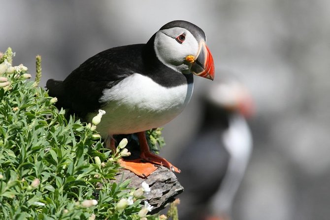 Dingle Boat Tours Wildlife RIB Adventure - What the 2.5-Hour Route Feels Like