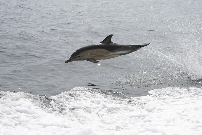 Dingle Boat Tours Wildlife RIB Adventure - The Sea Is Part of the Experience