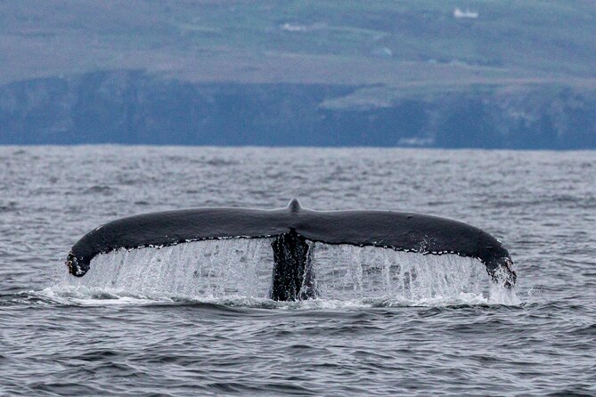 Dingle Boat Tours Wildlife RIB Adventure - Practical Tips for a Better Ride