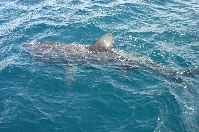 Dingle Boat Tours Wildlife RIB Adventure - Declan and the Value of a Good Guide