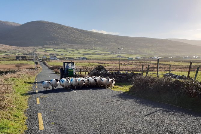 Dingle: Hour Slea Head Drive Tour 4hr - Personal Chauffeur Guide - Gallarus Oratory and Kilmalkedar Church