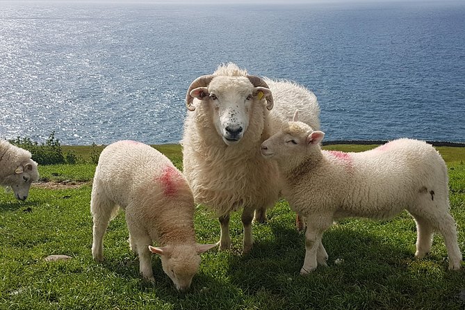 Dingle Peninsula and Slea Head Drive Group Tour - Beehive huts and the baby-lamb stop