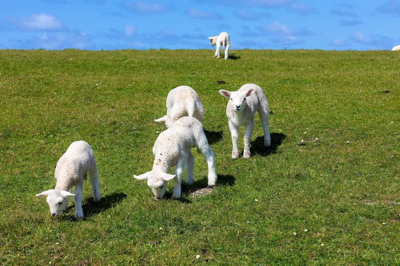 Dingle Peninsula & Slea Head Drive: Tour from Killarney - Why a private Dingle day can be worth the price