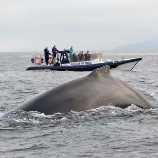 Dingle: Sea Safari by RIB Boat - Reaching Great Blasket Island by boat