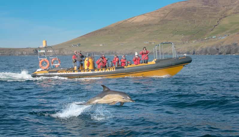 Dingle: Sea Safari by RIB Boat - Is the $125 price fair?